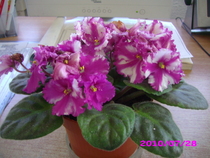 IMG_7829; grena cu alb
