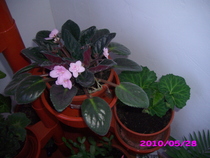 IMG_7585; roz batuta
