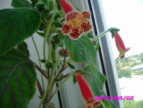 kohleria bibi