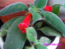 kohleria eriantha