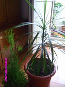 conifer si dracena