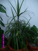 dracaena