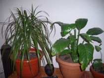 dracena si spatiphilium