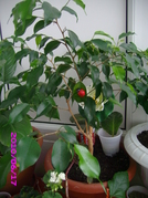 fgicus benjamina