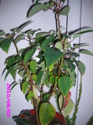 Craciunita (Euphorbia pulcherrima)
