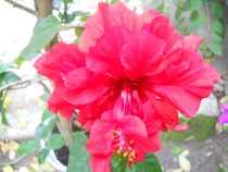 hibiscus