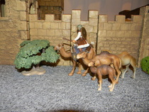 camel shepard