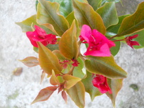 bougainvilleaVeraDeepPurple