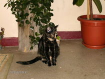 Mita intre flori