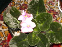 decembrie 102
