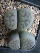 Lithops scwantesii sau pseudotruncatela form