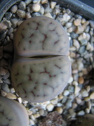 Lithops 2 (scwantesii)