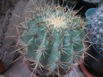 Ferocactus diguetii