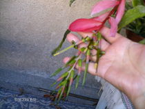 august 09 080