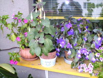 august 09 026