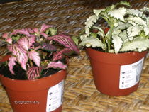 fittonia