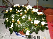 azalee
