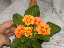 februarie_ 023