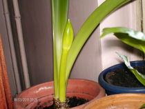 martie 046