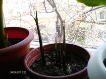 aprilie 076