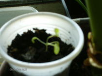 aprilie