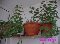 fucsia