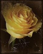 my flowers