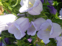 campanula
