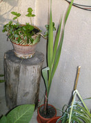 iunie 210