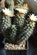 Copiapoa montana