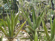 tufe de cactusi...