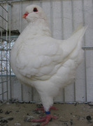 1c