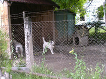 catei...