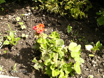 flori in curte