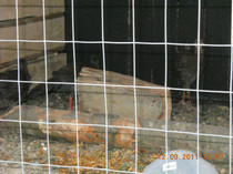DSCN2629