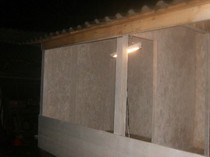 porumbei 010