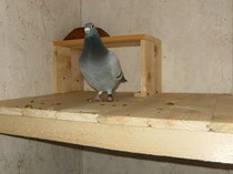 cusca noua 073