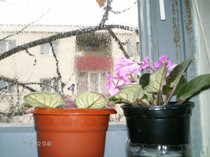 primul boboc din 2012