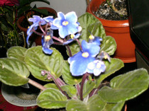 ianuarie 019