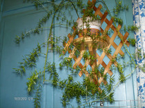 ianuarie_ 013