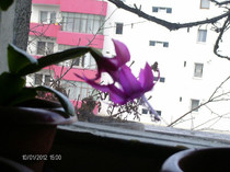 ianuarie_ 005