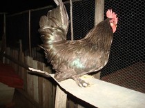 DSC06785