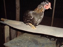 DSC06763