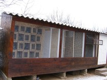 porumbei 2012 016