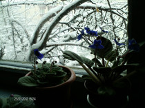 ianuarie- 030