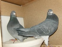 HPIM3549