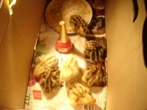 Picture 055