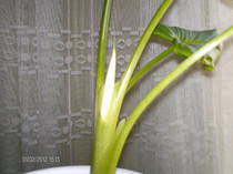 martie 001