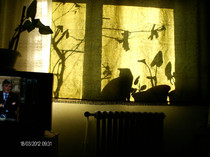 martie_ 018