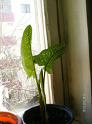 martie_ 006
